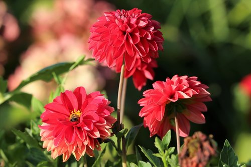 dahlia  red  flower