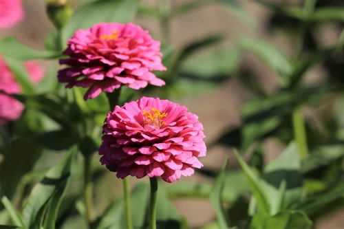 dahlia  purple  green