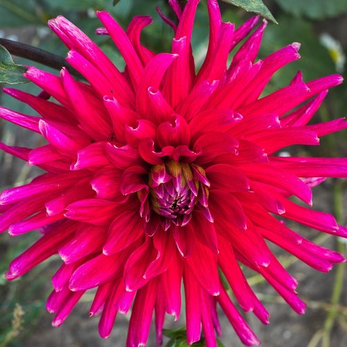 dahlia  red  pink