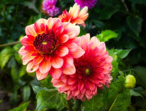 dahlia  flowers  bright