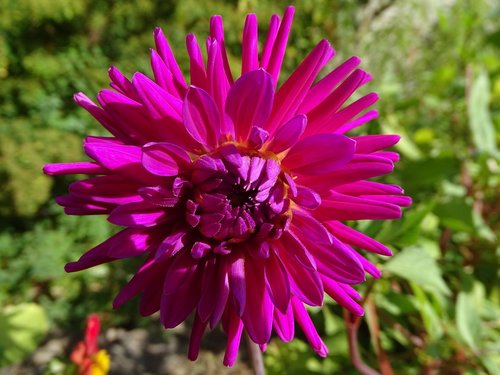 dahlia  flower  garden