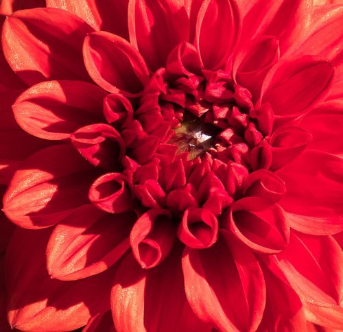 dahlia  blossom  bloom