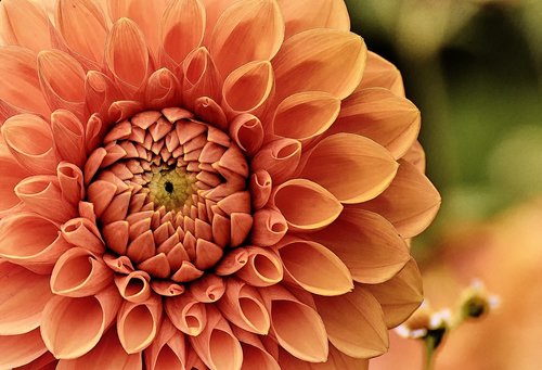 dahlia  plant  flower