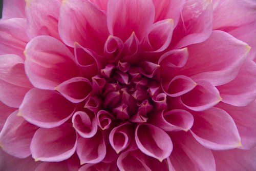 dahlia  pink  bloom