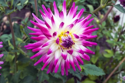 dahlia  flower  garden plant