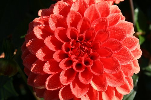 dahlia  blossom  bloom