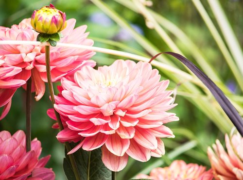 dahlia  blossom  bloom