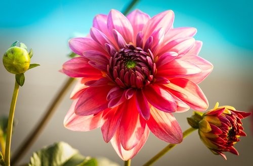 dahlia  romantic  bright