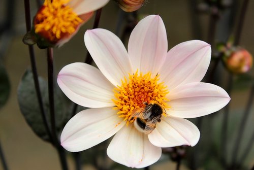 dahlia  bumblebee  flower