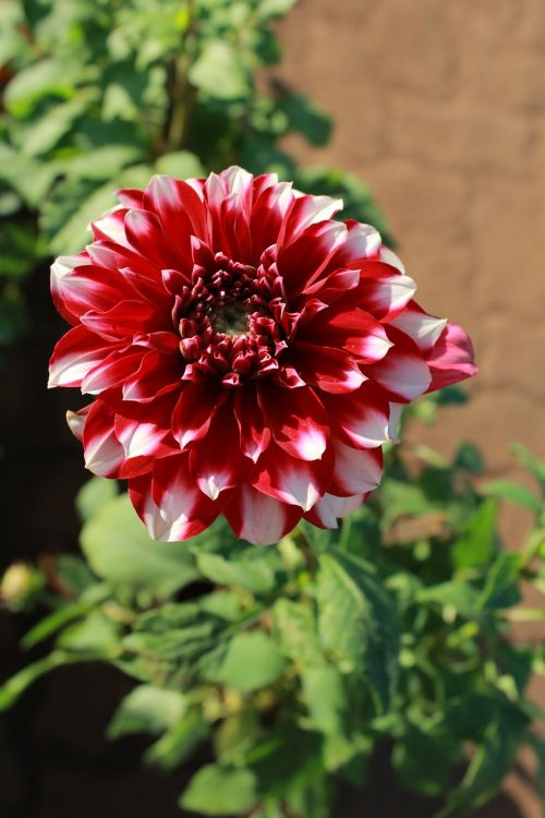 dahlia bloom flower