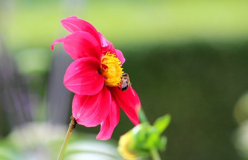 dahlia  bee  flower
