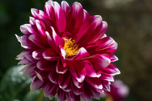 dahlia  raghavendra  flower