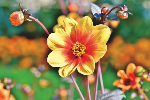 dahlia  dahlias bud  flower