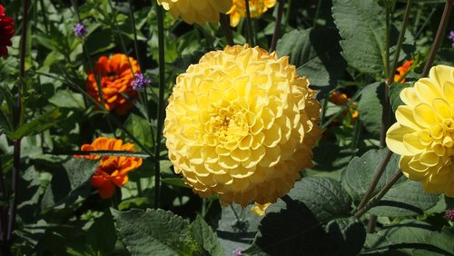 dahlia  yellow  flower