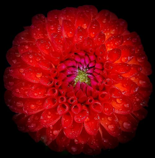 dahlia red flower