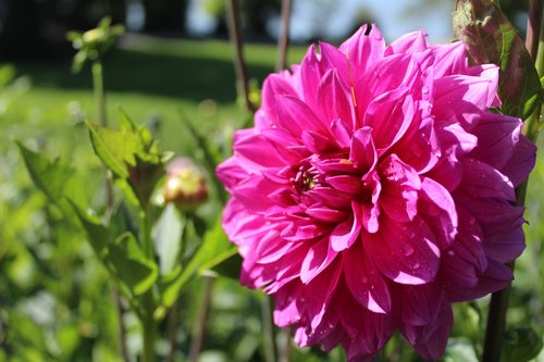 dahlia  flower  flower garden