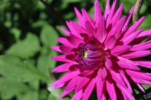 dahlia  flower  flower garden