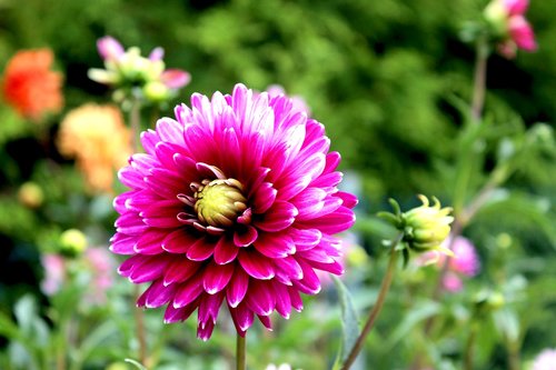 dahlia  flower  blossom