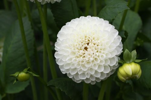 dahlia white flower