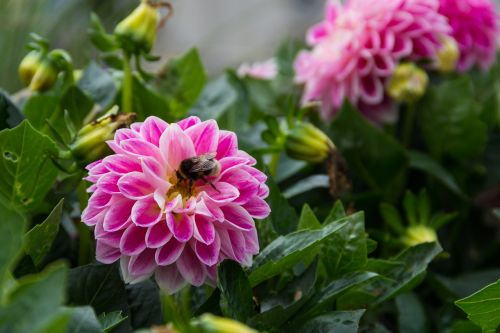 dahlia flower plant