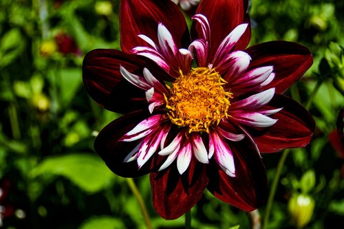 dahlia  flower  color