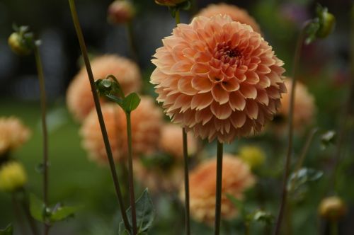 dahlia orange garden