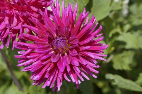 dahlia pink flower