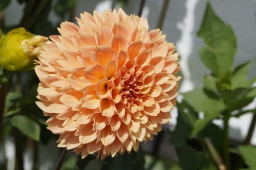 dahlia orange ball