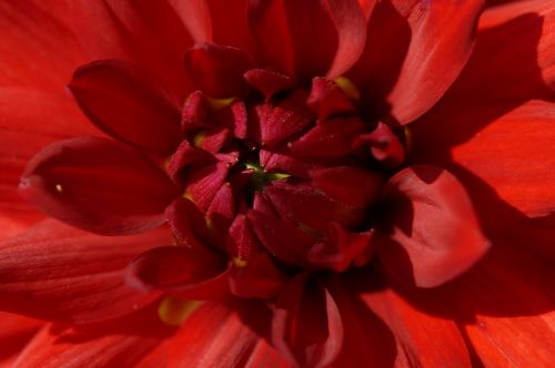 dahlia red close