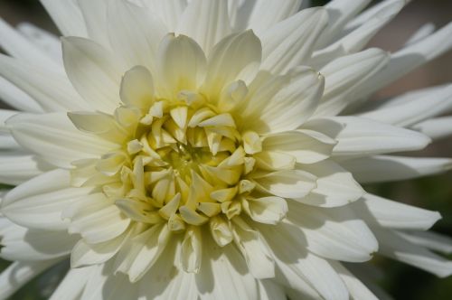 dahlia white blossom