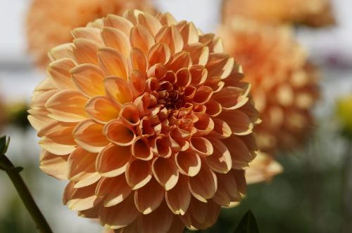 dahlia orange ball