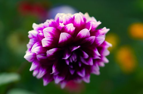 dahlia  purple  blossom