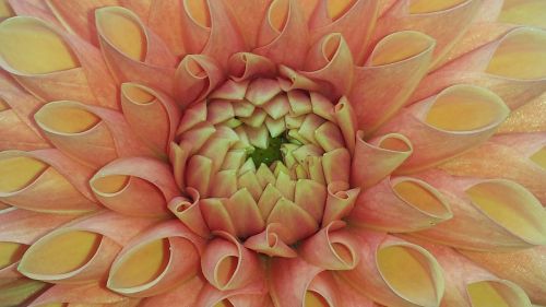 dahlia orange blossom