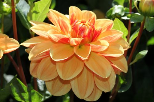 dahlia orange garden plant