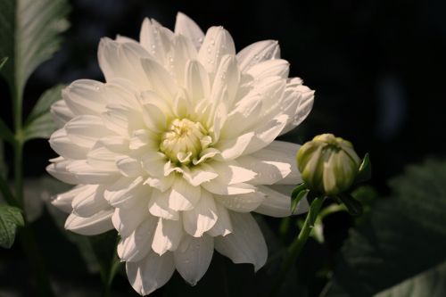 dahlia white blossom