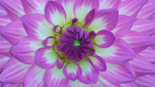 dahlia pink flower