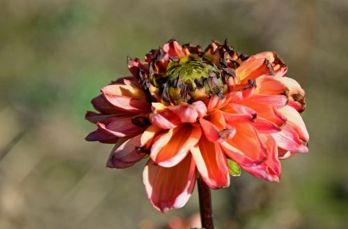 dahlia geothermal plant