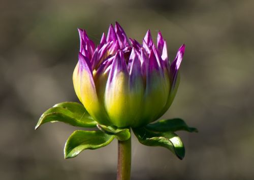 dahlia geothermal plant