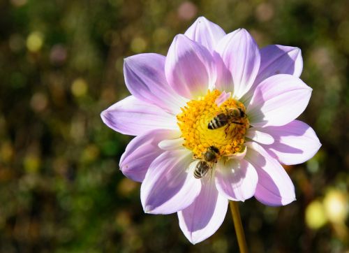 dahlia flower blossom