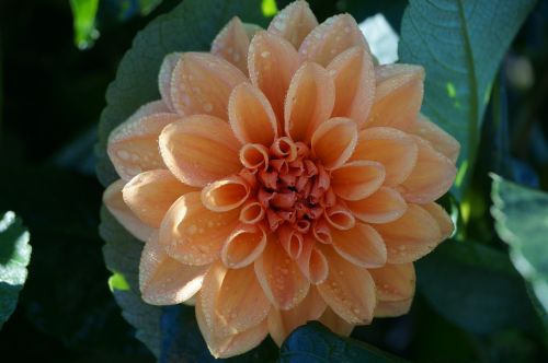 dahlia blossom bloom