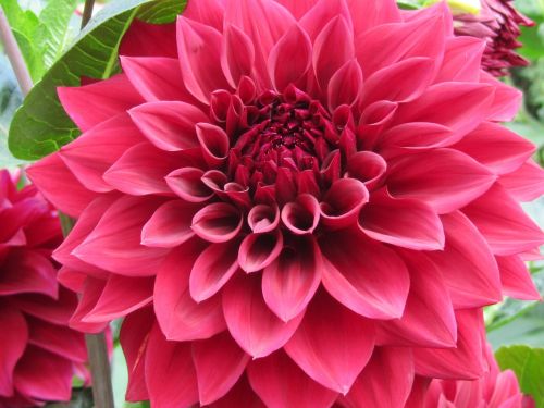 dahlia flower pink