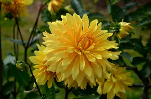 dahlia yellow flower