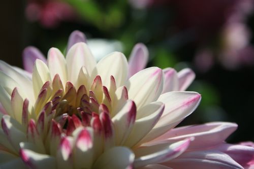 dahlia blossom bloom