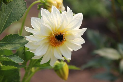 dahlia flower white