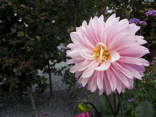 dahlia garden flower