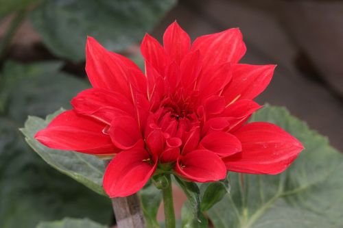 dahlia flower red