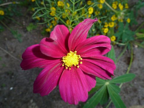 dahlia pink flower