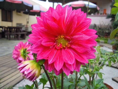 dahlia red