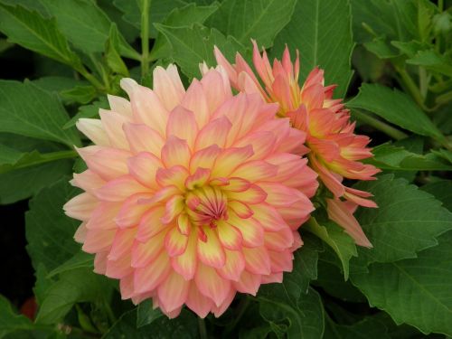 dahlia flower pink