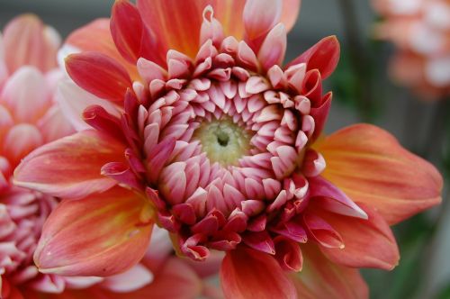 dahlia pink yellow